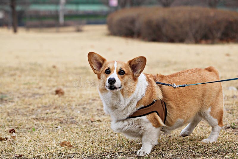Dogs walk with humans stock photo. Image of leash, dogs 215385248
