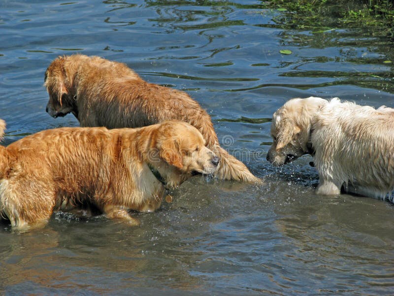 Dogs in the Water Fun stock photo. Image of pedigree 20529270