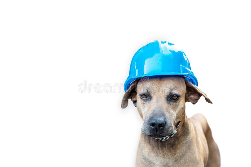Dog Builder Dachshund In An Orange Construction Helmet At The White