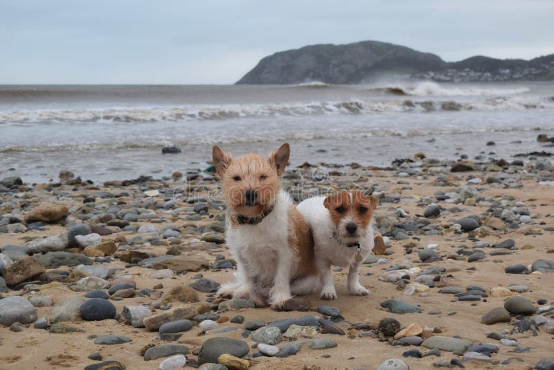 Dogs on Welsh beach stock photo. Image of seaside, mammal 267022708