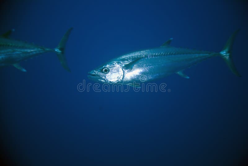 Dogtooth tuna (gymnosarda unicolor)