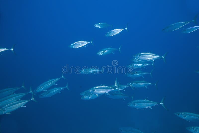 Dogtooth tuna (gymnosarda unicolor)