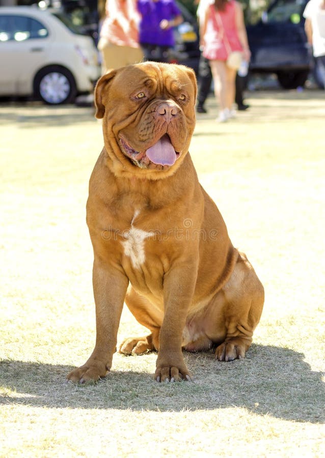 Dogue de Bordeaux imagenes de archivo Dogue de Bordeaux imagenes de archivo