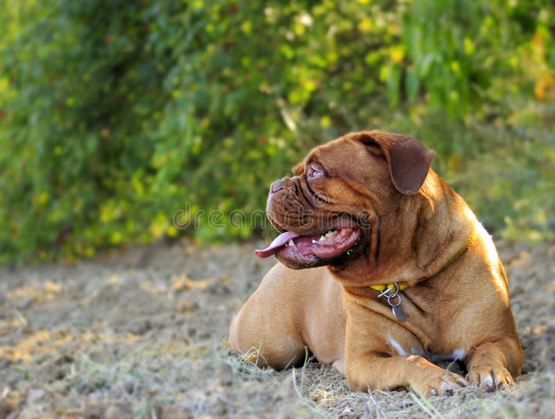 Dogue de Bordeaux fotos de archivo libres de regalías Dogue de Bordeaux fotos de archivo libres de regalías