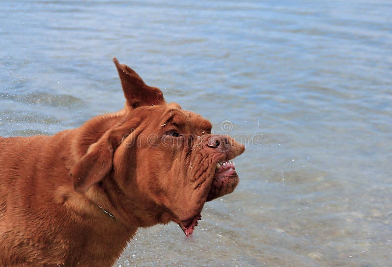 Dogue de Bordeaux fotos de archivo Dogue de Bordeaux fotos de archivo