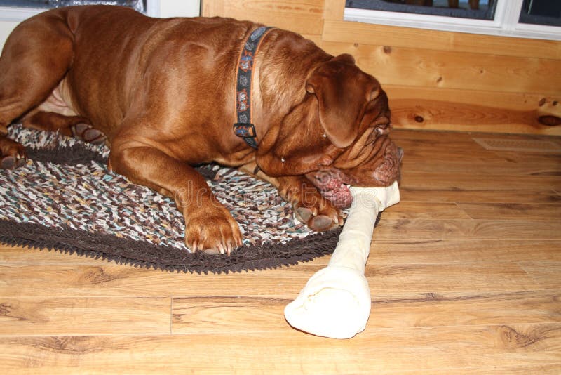 big rawhide bones
