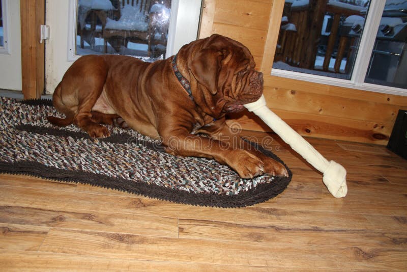 big rawhide bones