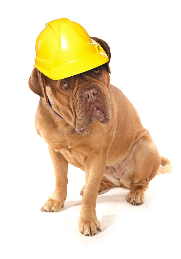 Dogue De Bordeaux che indossa un casco di sicurezza dei costruttori immagini stock Dogue De Bordeaux che indossa un casco di sicurezza dei costruttori immagini stock