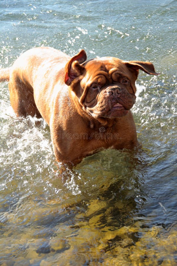 Dogue De Bordeaux