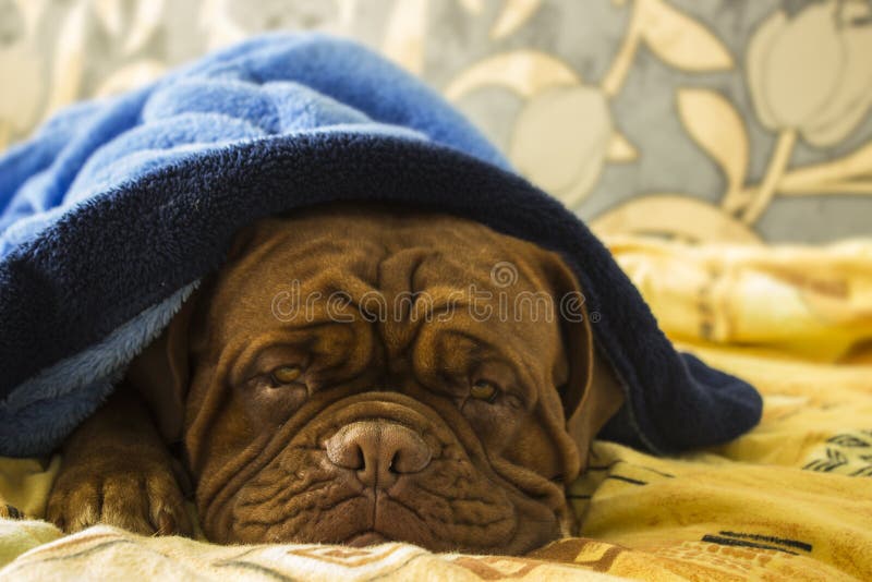 Dogue de Bordeaux in einem Bett stockbilder Dogue de Bordeaux in einem Bett stockbilder