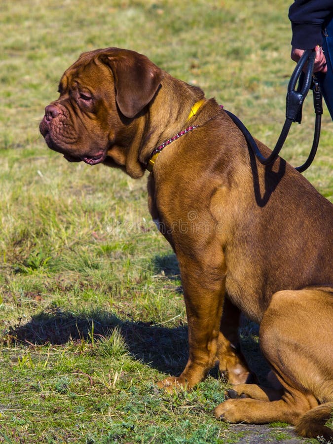 Dogue de Bordeaux Mastín francés fotografía de archivo Dogue de Bordeaux Mastín francés fotografía de archivo