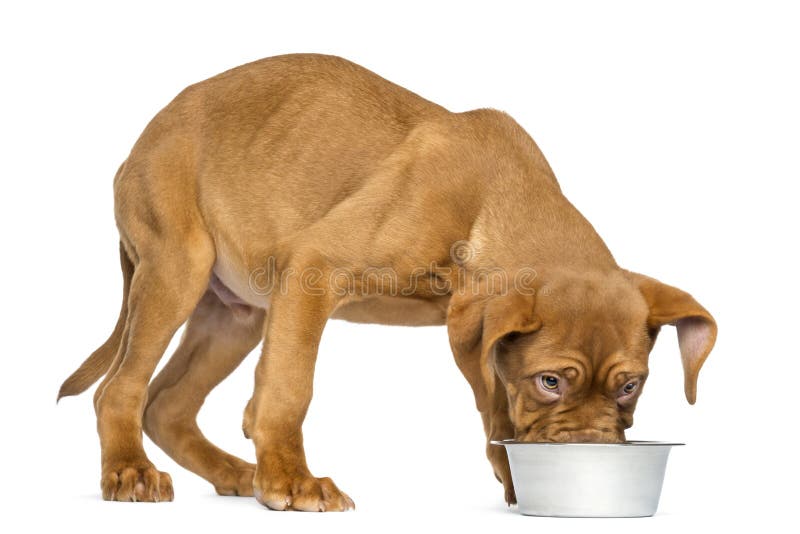 Dogue de Bordeaux Puppy eating from a metalic dog bowl