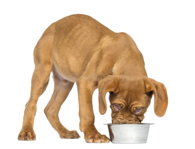 Dogue de Bordeaux Puppy eating from a metalic dog bowl