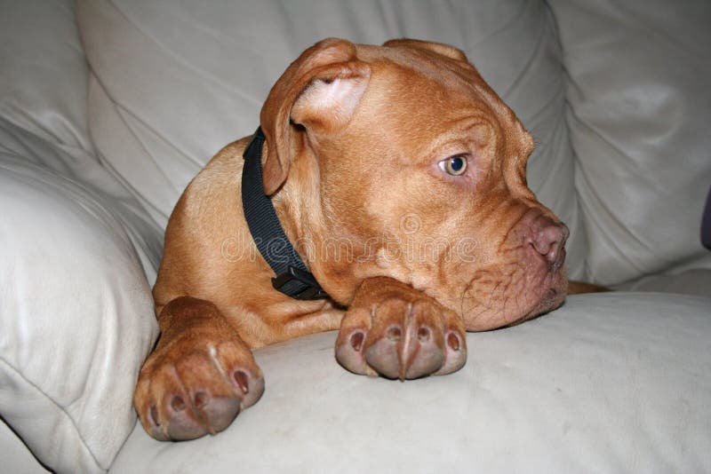 Dogue de bordeaux puppy royalty free stock images Dogue de bordeaux puppy royalty free stock images