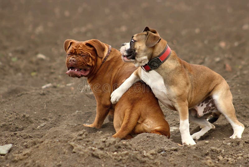 Dogue de Bordeaux puppy. Moloss, puppyes.