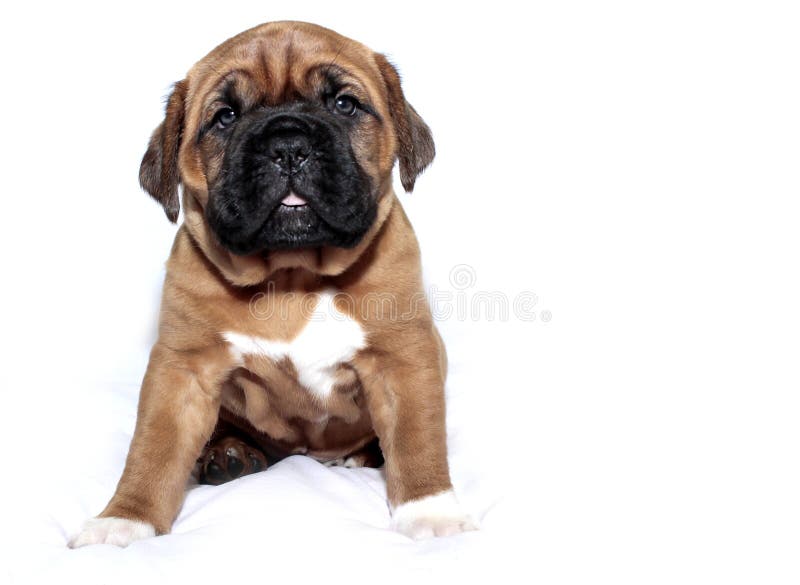 Black Puppy - South African BoerBoel Stock Photo - Image of bulldog, face:  115639044