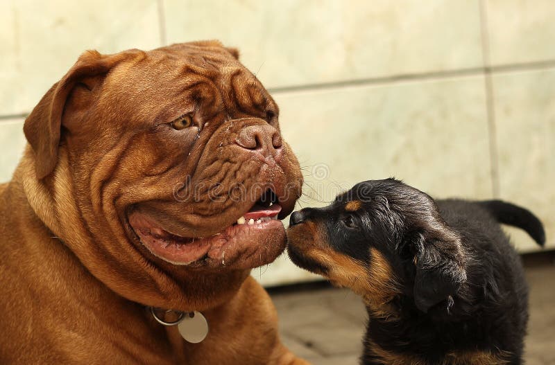 Dogue de Bordeaux und Rottweiler-Welpenspiel stockbilder Dogue de Bordeaux und Rottweiler-Welpenspiel stockbilder