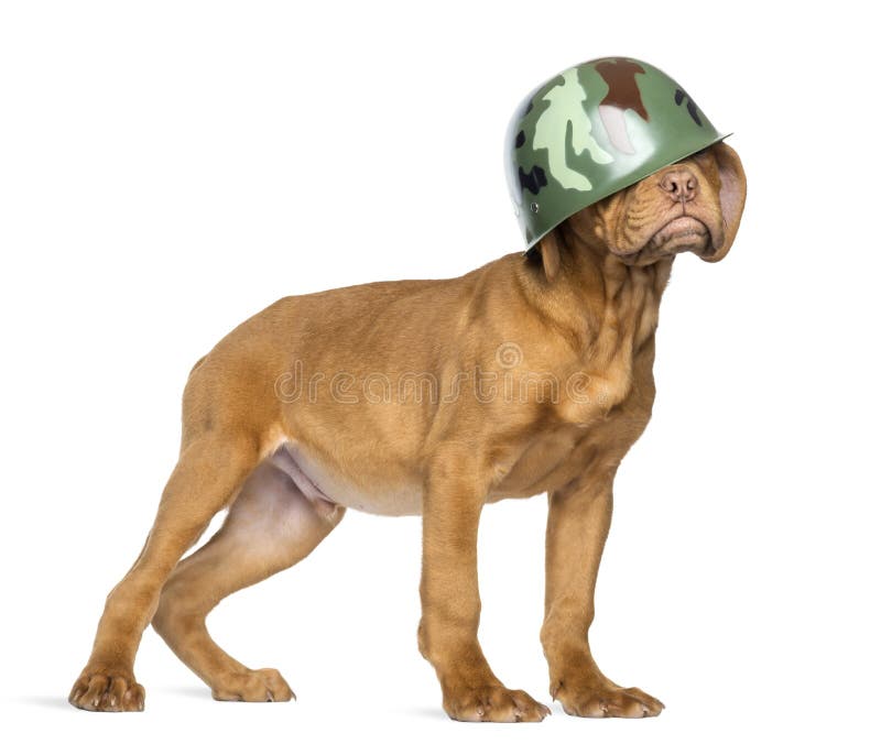 Dogue de Bordeaux Valp som bär en kamouflagearméhjälm arkivfoton Dogue de Bordeaux Valp som bär en kamouflagearméhjälm arkivfoton