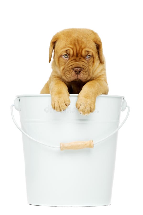 Dogue De Boudeux Valp i en hink arkivbild Dogue De Boudeux Valp i en hink arkivbild
