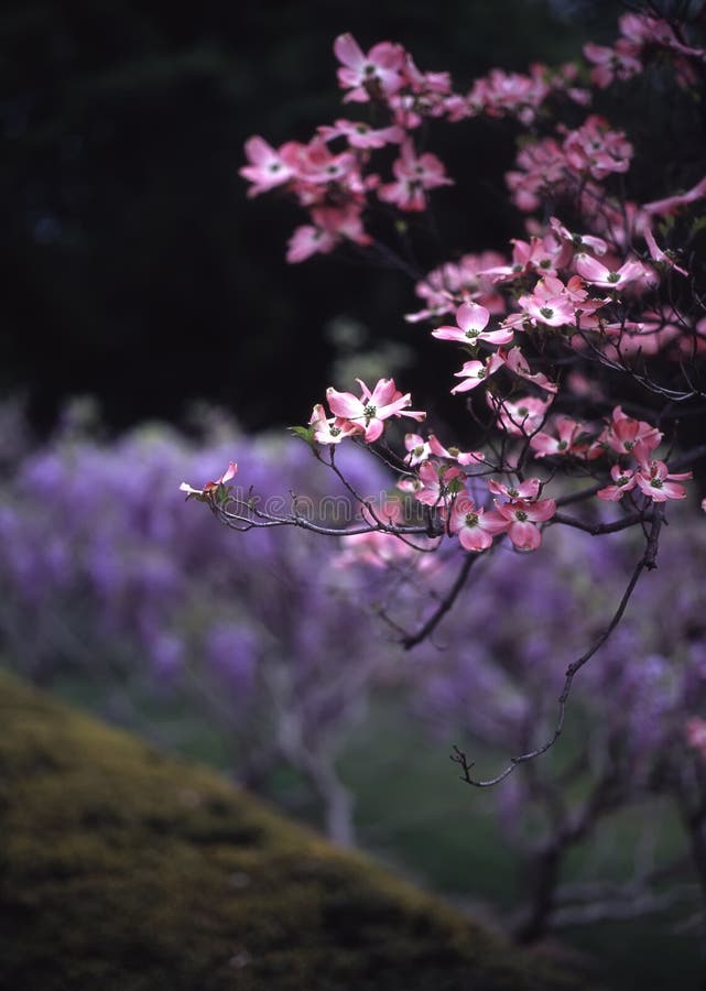 Dogwood 2, Brooklyn Botanic Garden