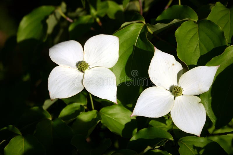 Dogwood 3