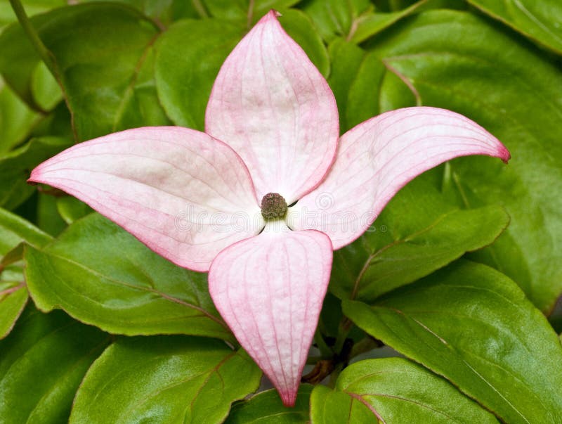 Closeup of a single pink dogwood flower with heavy veining in bloom with large bright green leaves in background. Closeup of a single pink dogwood flower with heavy veining in bloom with large bright green leaves in background.