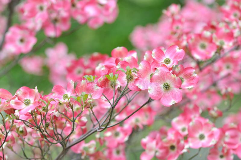 Pink flowering dogwood flower clusters, tree branch detail. Pink flowering dogwood flower clusters, tree branch detail