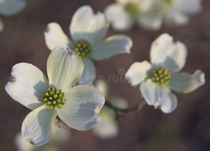 Dogwood de florescência oriental (Cornus florida L.)