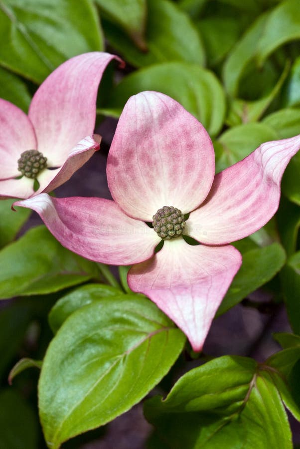 Large, showy deep pink flowers with pink bracts blooming in late spring backed with shiny light green leaves. Large, showy deep pink flowers with pink bracts blooming in late spring backed with shiny light green leaves.