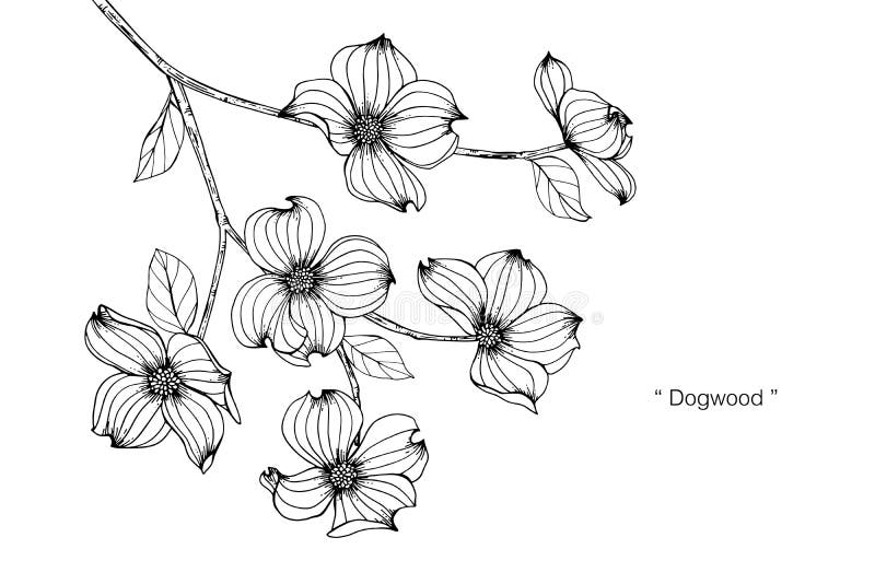 Dogwood Flower Drawing Illustration. Black and White with Line Art