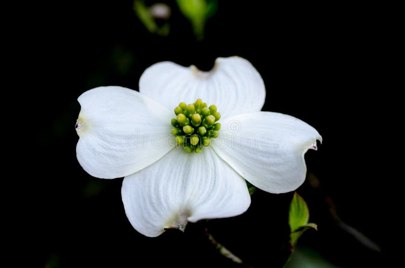 Dogwood flower white macro shot royalty free stock images
