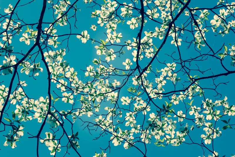 Dogwood tree blossom at springtime in park. Spring natural background in retro style. stock photo