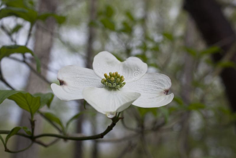 Dogwood Tree North Carolina Stock Photos Free & RoyaltyFree Stock
