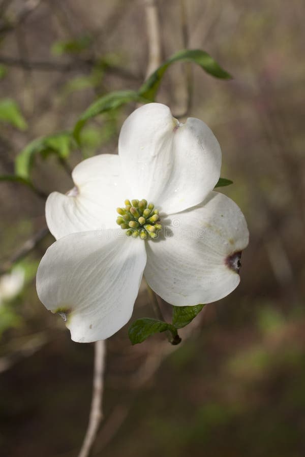 Dogwood Tree North Carolina Stock Photos Free & RoyaltyFree Stock
