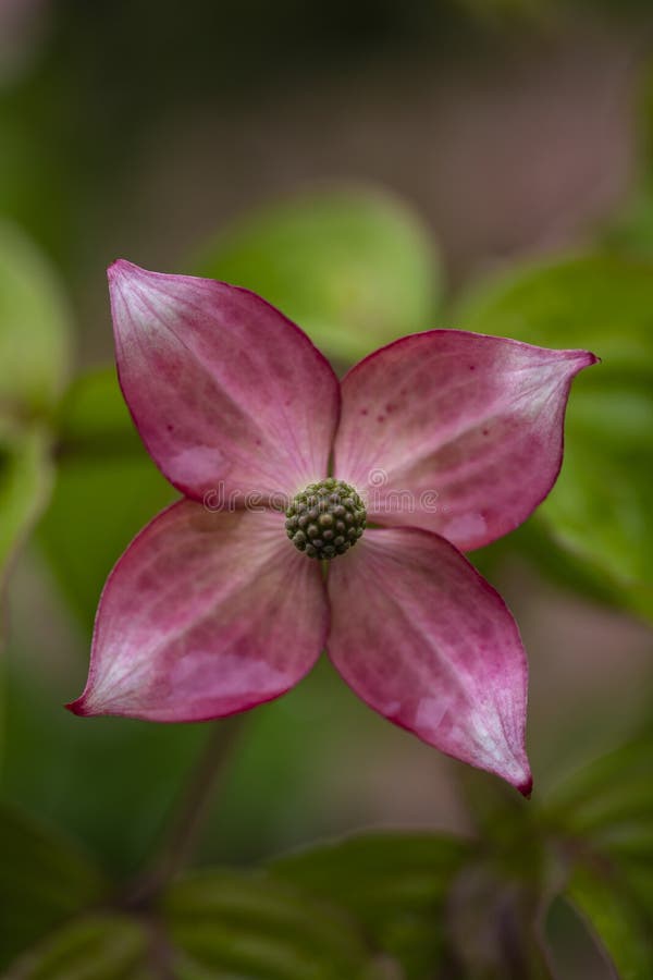 Dogwood tree flowers stock photo. Image of colorful 117318408