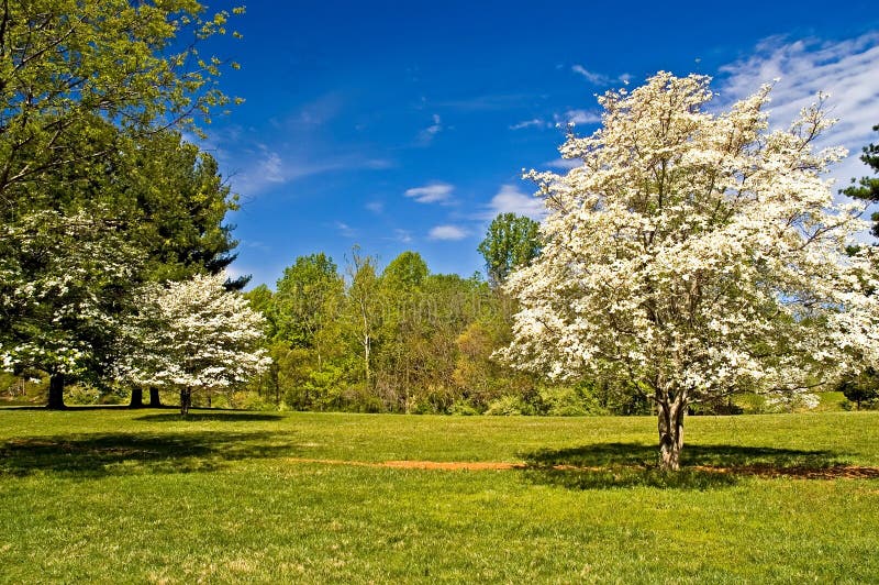 Dogwood Trees in Bloom stock image. Image of blossom, grass 2148623