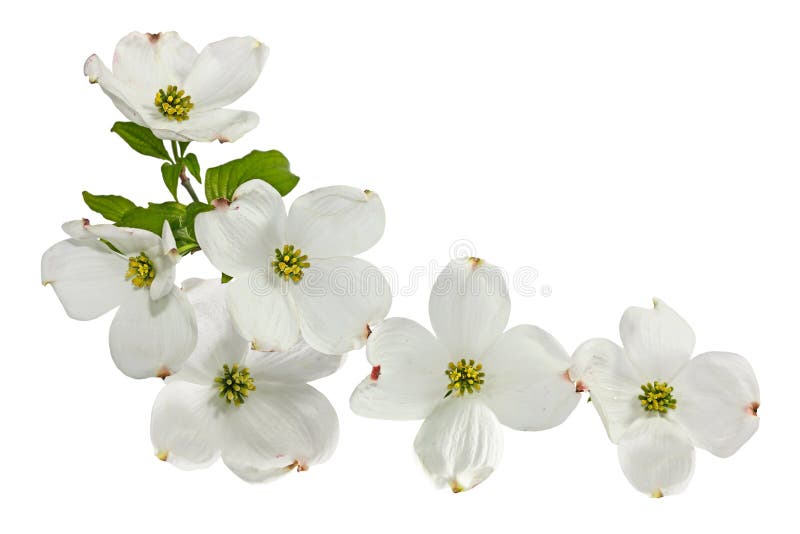 Dogwood ρόδινο λευκό λουλουδιών στοκ φωτογραφίες