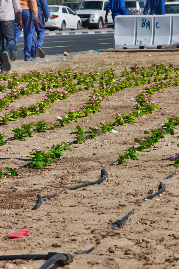2,429 Desert Irrigation Photos Free & RoyaltyFree Stock Photos from