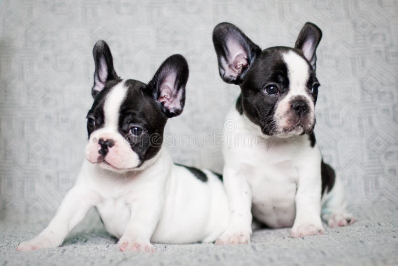 Doi cățeluși francezi cu buldog gemeni royalty free stock image