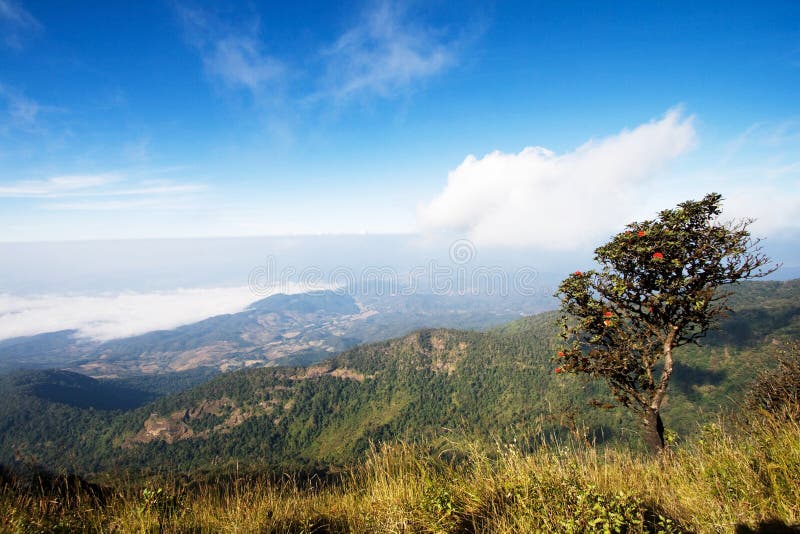 Doi Intanon mountain in a foggy morning