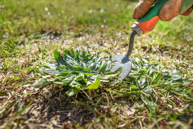 Doing Garden maintenance, weeding the lawn royalty free stock photography Doing Garden maintenance, weeding the lawn royalty free stock photography