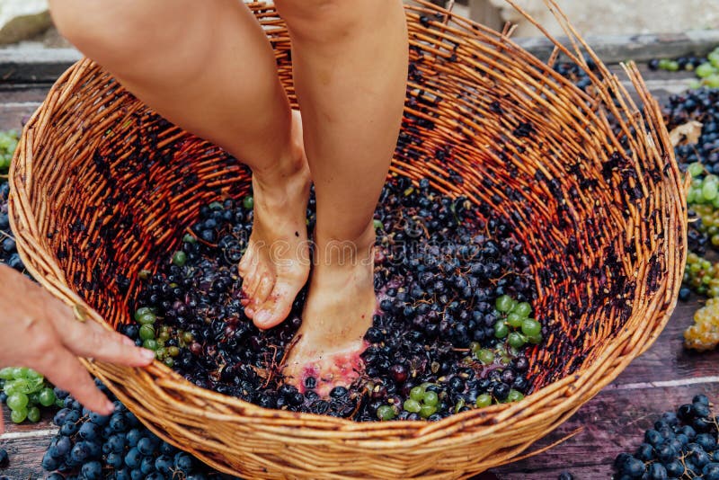 Doing wine ritual,Female feet crushing ripe grapes in a bucket to make wine after harvesting grapes