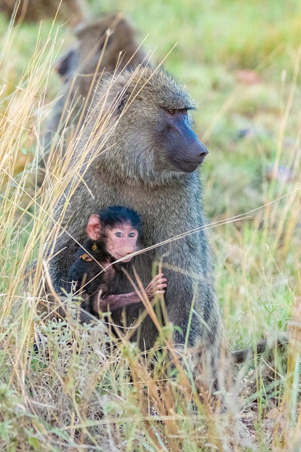 Dois babuínos, a mãe e um bebê fotos de stock Dois babuínos, a mãe e um bebê fotos de stock