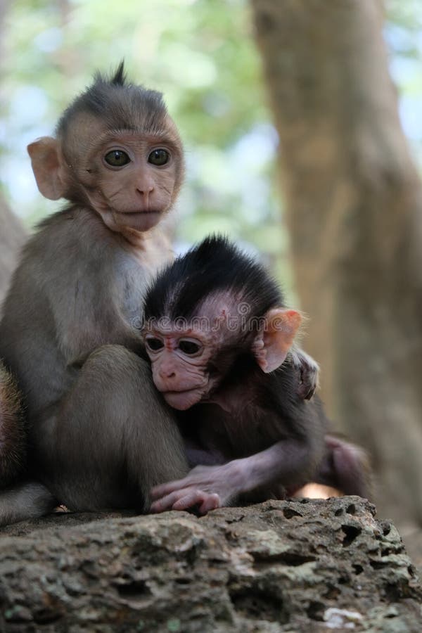 Macacos fofos posando juntos