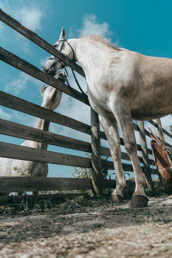 Cavalo Que Olha Para a Frente Imagem de Stock - Imagem de beleza, porta:  108436819