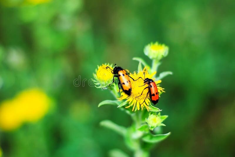 Dois besouros de bolha venenosos que sentam-se em uma flor amarela fotos de stock Dois besouros de bolha venenosos que sentam-se em uma flor amarela fotos de stock