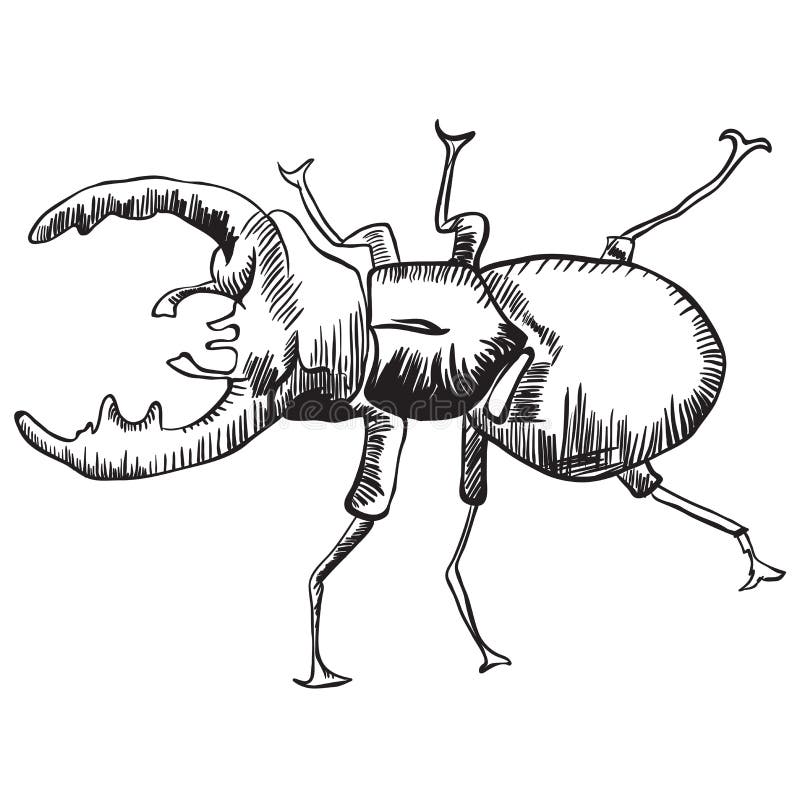 Dois besouros de veado ilustração stock Dois besouros de veado ilustração stock