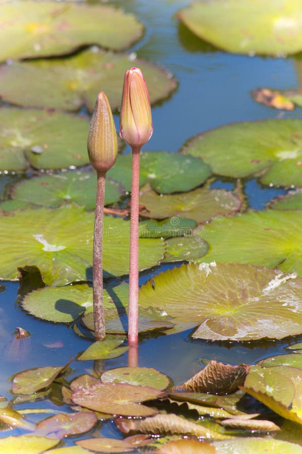 Dois botões do lírio de água com as folhas da planta que flutua ao redor em um lago imagem de stock Dois botões do lírio de água com as folhas da planta que flutua ao redor em um lago imagem de stock