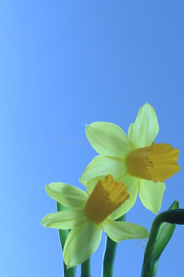 Dois brancos e narcisos amarelos amarelos com pálido - fundo azul fotos de stock royalty free Dois brancos e narcisos amarelos amarelos com pálido - fundo azul fotos de stock royalty free