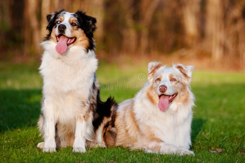 Banco de imagens : cachorro, Raça cão, Cão, como, mamífero, Border collie,  pastor australiano, Collie scotch, Cão pastor galesa, Cão raça, focinho,  Pastor australiano diminuto, Pastor inglês, Cão companheiro, Cão de  pastoreio